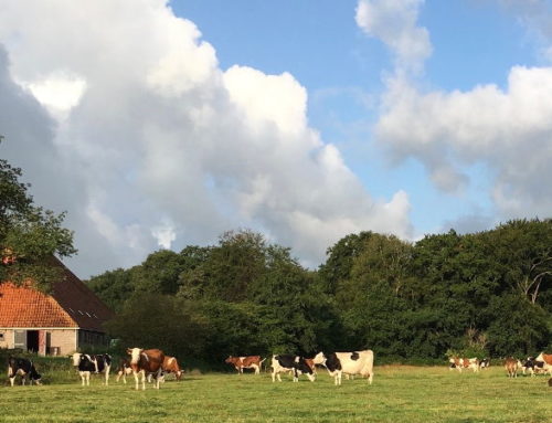 Boeren aan de Sweachsterwei