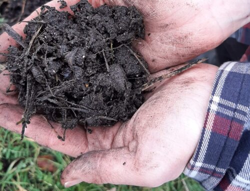 Bokashi versus compost