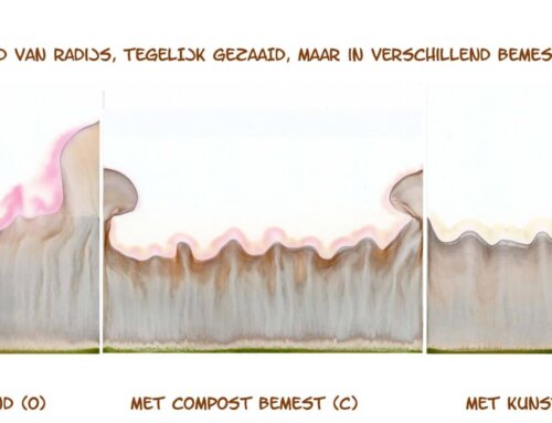 Vergelijking compost en kunstmest via stijgbeelden