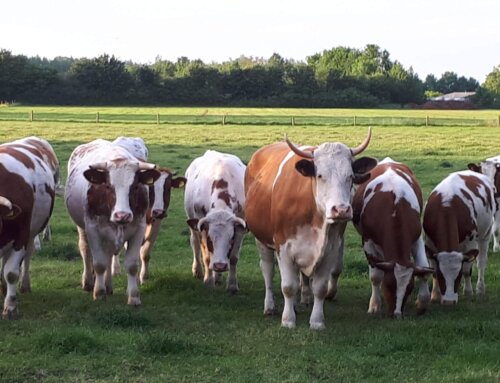 Nieuw: Boeren voor Boeren