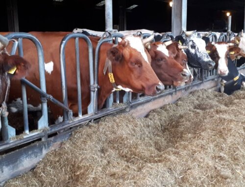 Groenboeren Winterconferentie ‘Hoe dan wel?’